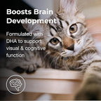 PetAg KMR 2nd Step Kitten Weaning Food - 14 oz, Pack of 2 - Powdered Kitten Weaning Formula with DHA, Natural Milk Protein, Vitamins & Minerals for Kittens 4-8 Weeks Old - Easy to Digest