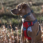 Embark Adventure Dog Harness, Reflective Trim No Pull Dog Harnesses for Small Sized Dogs - Military Grade Nylon, Front Clip with Gel Lined Handle. Soft & Padded Puppy