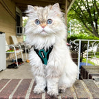 Voyager Escape-Proof Step-in Lock Cat Harness & 5ft Neoprene-Handle Leash Set All-Weather Mesh with Reflective Stitching for Small to Large Cats by Best Pet Supplies, Turquoise/Black Trim, XXS