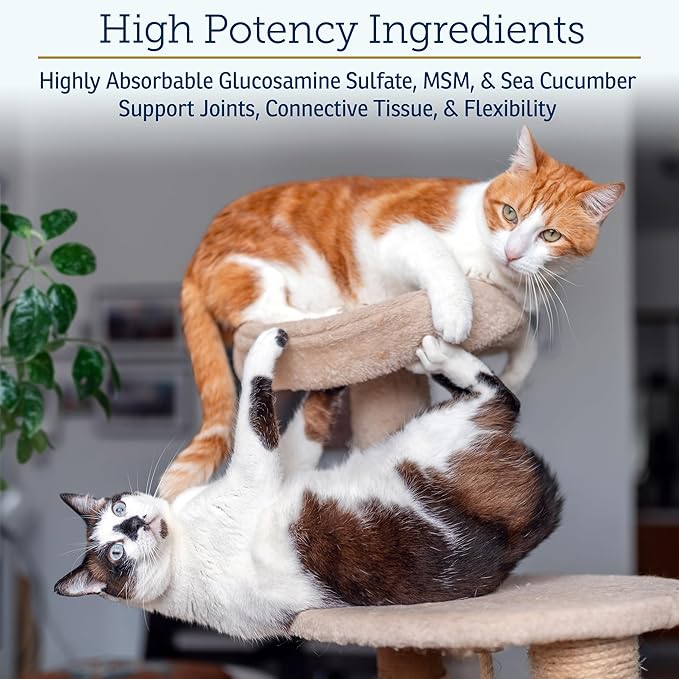Rx Vitamins MegaFlex Cat and Dog Joint Supplement - Glucosamine Sulfate with MSM, Vitamin C, & Sea Cucumber - Supports Joint Flexibility and Mobility - for All Breeds and Sizes - 600 Capsules