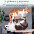 Rx Vitamins MegaFlex Cat and Dog Joint Supplement - Glucosamine Sulfate with MSM, Vitamin C, & Sea Cucumber - Supports Joint Flexibility and Mobility - for All Breeds and Sizes - 600 Capsules
