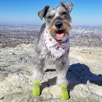 QUMY 4PCS Dog Shoes for Small Dogs, Hot Pavement Summer Puppy Dog Boots & Paw Protectors with Soft Anti-Slip Rubber Sole, Mesh Breathable Dog Booties for Hardfloors, Walking Running