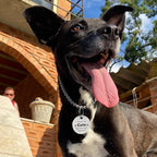 MYLUCKYTAG QR Code Stainless Steel Personalized Dog ID Tag, Digital Pet Profile, Pet Location Alert Email