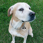 MYLUCKYTAG Service Dog ID, QR Code Stainless Steel Tag, Engraved, Durable, Digital Pet ID, Online Profile, Location Alert Email