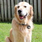 MYLUCKYTAG QR Code Stainless Steel Pet ID Tag - Personalized Dog Collar Tag With Online Profile, Location Alert Email, Digital and Engraved Options