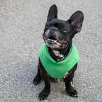 JACKO & CO - Fleece Vest Sweater with Leash Ring - Soft Lightweight Breathable for Puppies Small Medium Dogs, Kitten, Cats, Chihuahua - Warm for Fall/Autumn/Winter (Green, X-Small 2-4lbs)