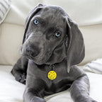 MYLUCKYTAG QR Code Silicone Pet ID Tag for Dogs and Cats - Online Profile, Location Alert Email, Digital and Quiet Tag, Durable Collar ID, Engraved