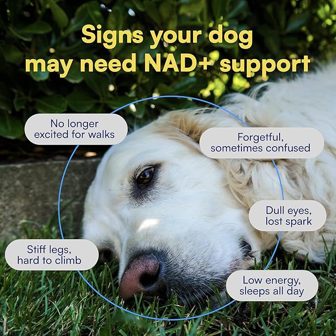 NAD+ Precursor & Senior Dog Supplement - 90 Soft Chews & Vitamins - NMN Alternative for Longevity, Anti-Aging & Energy - Nicotinamide Riboside, Resveratrol, Quercetin, Made with Pasture-Raised Chicken