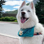 MYLUCKYTAG Stainless Steel QR Code Dog Tags - Scan QR for Instant Pet Location Alert Email