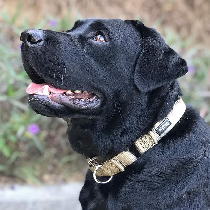 Hyhug Martingale Collar for Dogs Extra Large Green |Escape - Proof Heavy Duty Nylon Durable No Pull, Ideal for Training & Daily Walks