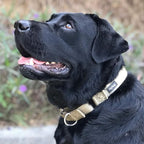 Hyhug Martingale Collar for Dogs Extra Large Green |Escape - Proof Heavy Duty Nylon Durable No Pull, Ideal for Training & Daily Walks