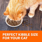 IAMS Proactive Health Adult Healthy Dry Cat Food with Real Salmon, 16 lb. Bag