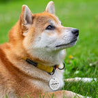 MYLUCKYTAG QR Code Stainless Steel Personalized Dog ID Tag, Digital Pet Profile, Pet Location Alert Email