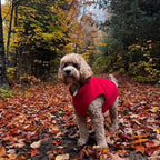 JACKO & CO - Fleece Vest Sweater with Leash Ring - Soft Lightweight Breathable for Puppies Small Medium Dogs, Kitten, Cats, Chihuahua - Warm for Fall/Autumn/Winter (Red, X-Small 2-4lbs)