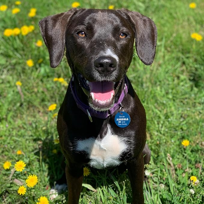 MYLUCKYTAG QR Code Stainless Steel Pet ID Tag - Personalized, Online Profile, Location Alert Email, Digital, Durable - Dog Collar Engraved