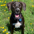 MYLUCKYTAG QR Code Stainless Steel Pet ID Tag - Personalized, Online Profile, Location Alert Email, Digital, Durable - Dog Collar Engraved