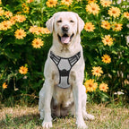 rabbitgoo Dog Harness No Pull with 2 Leash Clips, Adjustable Soft Padded, Reflective Oxford No Choke Pet Vest with Easy Control Handle for Large Dogs, Grey, L