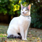 Leather Cat Collar with Buckle and Removable Bell - Non Breakaway Adjustable Soft Safety Small Pet Collars for Girl Boy Cats Kitten (Cornflower)