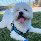 MYLUCKYTAG QR Code Stainless Steel Pet ID Tag - Personalized Dog Collar Tag With Online Profile, Location Alert Email, Digital and Engraved Options