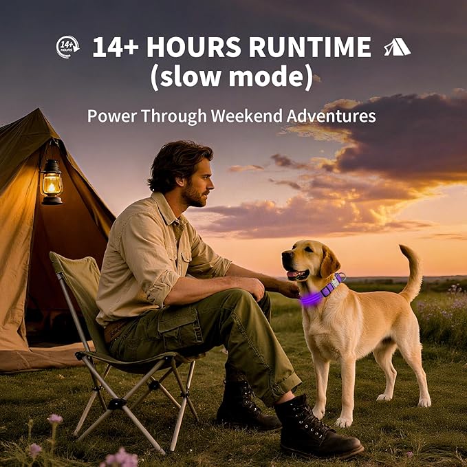LED Dog Collar with Metal Buckle - USB Rechargeable Glow Collar for Dogs, Waterproof Light Up Dog Collar w/Reflective Strips - Adjustable Night Safety Collars by PetIsay(Purple,Large)