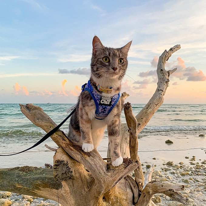 Travel Cat Harness and Leash Set - Adjustable Fit Mesh Cat Harness and Reflective Strap - Comfort Walking Vest for Kitten for Outdoor Walking, Hiking (Medium, Groovy)