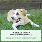 Open Farm, Ancient Grains Dry Dog Food for Puppies, Protein-Rich & Nutrient Dense, 90% Animal Protein Mixed with Non-GMO Fruits, Veggies and Superfoods, Chicken & Salmon Recipe for Puppy, 22lb Bag