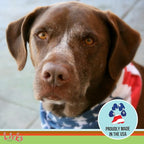 Licks Pill-Free Dog Skin & Allergy - Omega 3 Dog Allergy Relief - Vitamins & Supplements for Itch Relief - Turmeric Supplement for Skin - Gel Packets - 10 Use