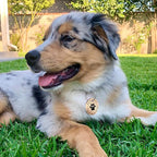 Myluckytag QR Code Stainless Steel Personalized Dog ID Tag - Engraved, Durable, Online Pet Profile, Location Alert Email