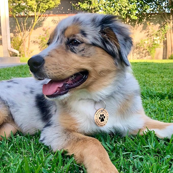 Myluckytag QR Code Stainless Steel Personalized Dog ID Tag - Engraved, Durable, Online Pet Profile, Location Alert Email