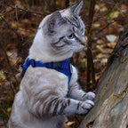 Voyager Escape-Proof Step-in Lock Cat Harness & 5ft Neoprene-Handle Leash Set All-Weather Mesh with Reflective Stitching for Small to Large Cats by Best Pet Supplies, Royal Blue, XXS