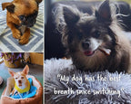 Earthbones Dental Chews for Dogs 50lbs+, 30 Bones