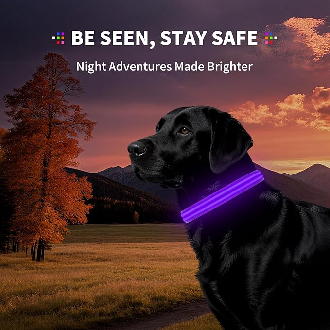 LED Dog Collar with Metal Buckle - USB Rechargeable Glow Collar for Dogs, Waterproof Light Up Dog Collar w/Reflective Strips - Adjustable Night Safety Collars by PetIsay(Purple,Large)
