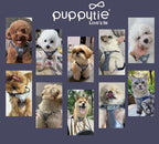 Puppytie No Pull Dog Harness with Multifunction Dog Leash,Soft Adjustable No Choke Escape Proof Pet Harness Vest for Medium Dogs,Glossy Galaxy Blue,M