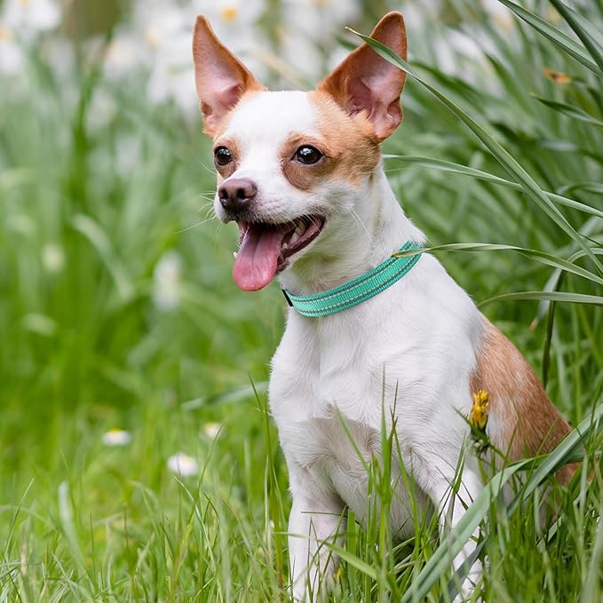 Mile High Life Nylon Night Light Glow Collar, Reflective Light Up Dog Collar, Fluorescent Self-Luminescent Strap for Small Medium Large Dogs (Green, XS Neck9-13")