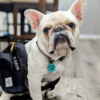 MYLUCKYTAG QR Code Dog Cat ID Tag - Durable, Digital, Quiet, Engraved - Online Pet Profile & Location Alert