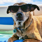 MYLUCKYTAG Silent Silicone QR Code Pet ID Tags Dog Tags - Pet Online Profile - Scan QR Receive Instant Pet Location Alert Email