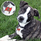 NFL Tampa Bay Buccaneers Engraving Pet ID Tags in 32 Team Logo Shapes Personalized Dog Tags and Cat Tags with 3 Lines of Customizable Text for Tracking & Safety. Stainless Steel Pet ID Tracking Tags