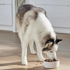 Open Farm, RawMix Dry Dog Food with Ancient Grains, Protein-Packed Kibble Coated in Bone Broth with Freeze Dried Raw Chunks, Chicken & Turkey, Open Prairie Recipe, 20lb Bag