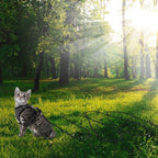 Reflective Cat Leash -50FT Cat Cable Out Escape Proof Walking Leads Yard Long Durable Safe Leash Traning Play Outdoor for Puppies/Kittens/Small Animals(Black)