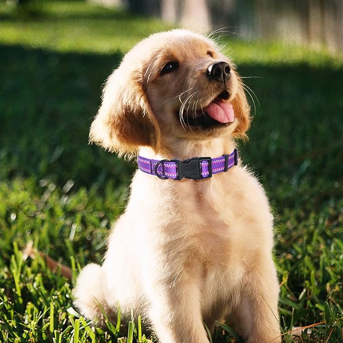 Mile High Life Nylon Night Light Glow Collar, Reflective Light Up Dog Collar, Fluorescent Self-Luminescent Strap for Small Medium Large Dogs (Purple, XS Neck9-13")