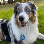 MYLUCKYTAG Stainless Steel Personalized Dog Tag - Online Pet Profile, Pet Location Alert Email - Durable Dog Collar Tag