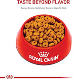 Royal Canin Feline Care Nutrition Digestive Care Adult Dry Cat Food, 3 lb Bag