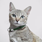 Leather Cat Collar with Buckle and Removable Bell - Non Breakaway Adjustable Soft Safety Small Pet Collars for Girl Boy Cats Kitten (Green)