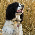 Personalized Dog Tags with QR Code - Custom Dog Name Tags, Smart Pet ID Tags, Free Online Scan for Instant Pet Location Alert Email