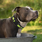 Mile High Life Dog Collar | Nylon Reflective Dog Collars | Light Weight Puppy Collars | Lime Green Dog Collars for Medium Dogs (Lime Green, Medium)