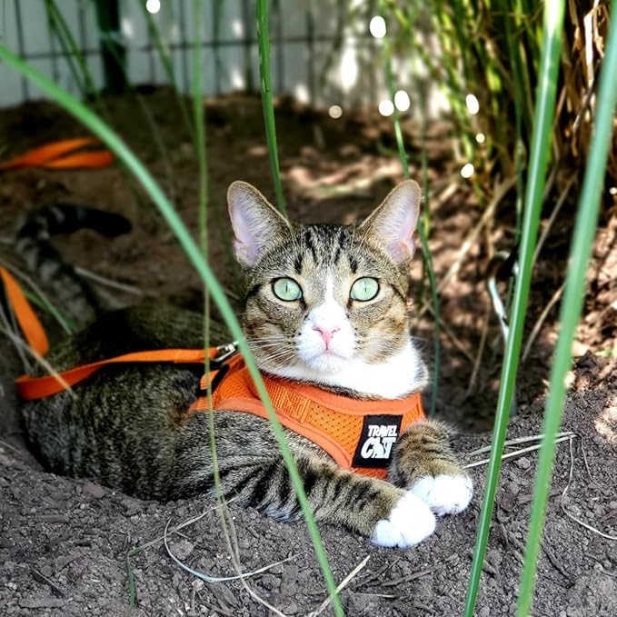 Travel Cat Harness and Leash Set - Adjustable Fit Mesh Cat Harness and Reflective Strap - Comfort Walking Vest for Kitten for Outdoor Walking, Hiking (Medium, Orange)