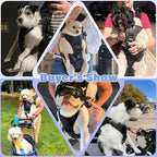 YUDODO Front Pet Carrier Backpack for Small Dogs and Cats, Secure and Breathable Mesh, Ergonomic Support, Adjustable for Walking, Hiking, or Travel (Black S)