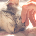 Cat House - Indoor Bed with Removable Foam Cushion - Pet Tent for Puppies, Rabbits, Guinea Pigs, Hedgehogs, and Other Small Animals by PETMAKER (Blue)