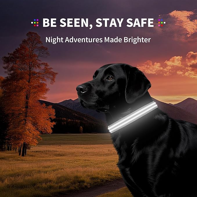 LED Dog Collar with Metal Buckle - USB Rechargeable Glow Collar for Dogs, Waterproof Light Up Dog Collar w/Reflective Strips - Adjustable Night Safety Collars by PetIsay(White,Medium)