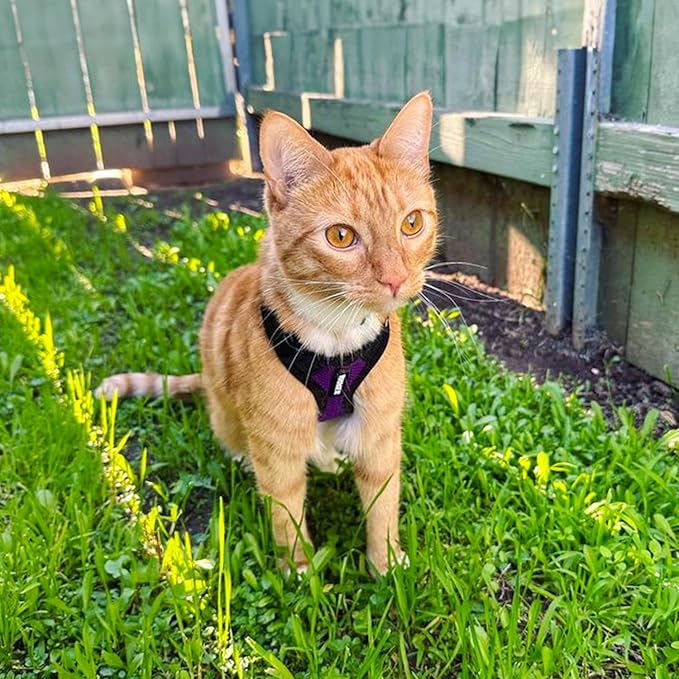 Voyager Escape-Proof Step-in Lock Cat Harness & 5ft Neoprene-Handle Leash Set All-Weather Mesh with Reflective Stitching for Small to Large Cats by Best Pet Supplies, Purple/Black Trim, XXS